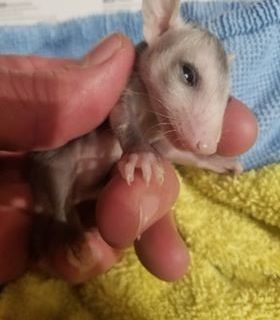 Tiny little 'possum